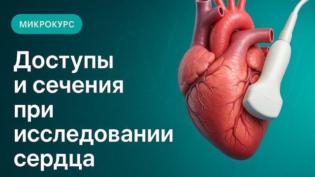Access windows and sections in cardiac examination